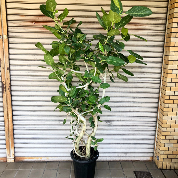 観葉植物　フィカス（大） 観葉植物 フィカス（大）