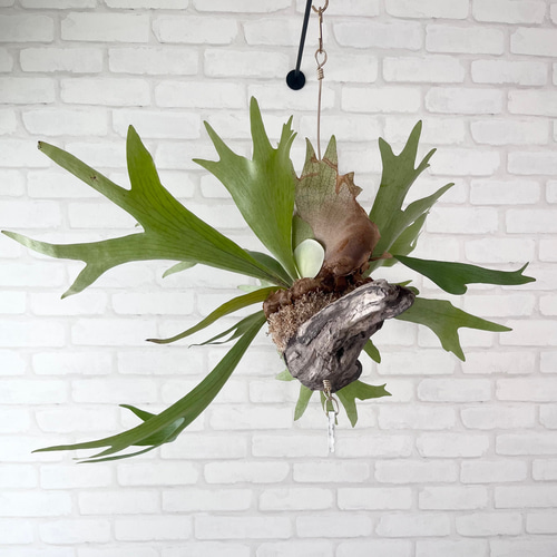 ビカクシダ コウモリラン 群生ビカクシダ流木付け 観葉植物 ハンギング