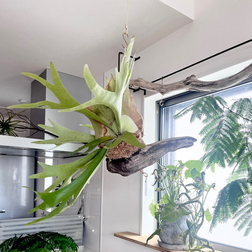 日本最大のブランド ビカクシダ コウモリラン 観葉植物 群生ビカクシダ流木付け ビカクシダ