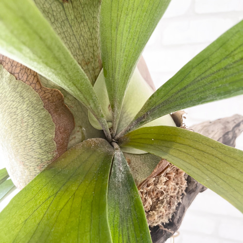 ビカクシダ コウモリラン 群生ビカクシダ流木付け 観葉植物