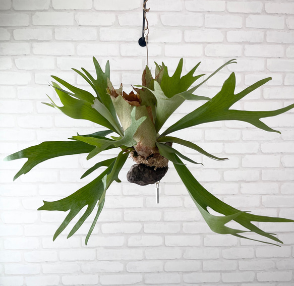 a細葉　特大　観葉植物　ビカクシダ　コウモリラン　ハンギング 観葉植物の販売・ギフトならフラワーコーポレーション / 人工
