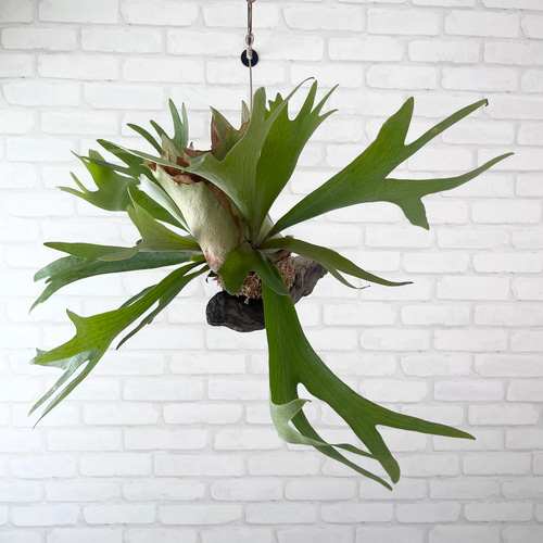 a細葉　特大　観葉植物　ビカクシダ　コウモリラン　ハンギング ビカクシダ コウモリラン 群生ビカクシダ流木付け 観葉植物