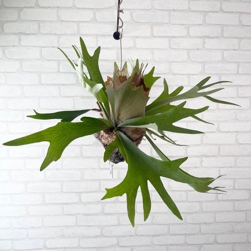 ビカクシダ コウモリラン 群生ビカクシダ流木付け 観葉植物 ハンギング