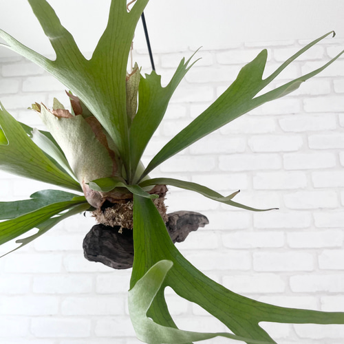 【新入荷】flying ビカクシダ グランデ コウモリラン ハンギング 観葉植物 新入荷】flying ビカクシダ グランデ コウモリラン ハンギング