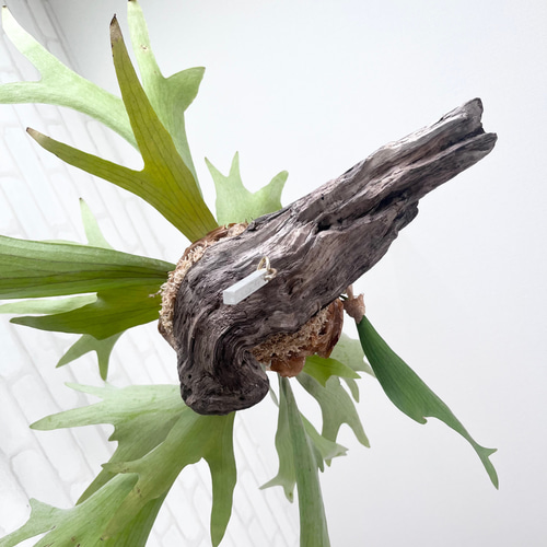 ビカクシダ コウモリラン 群生ビカクシダ流木付け 観葉植物