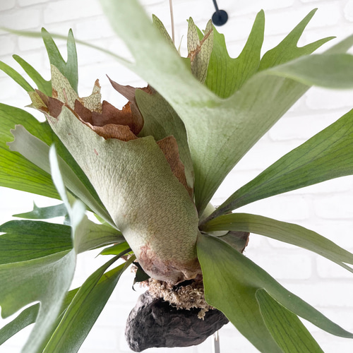 a細葉　特大　観葉植物　ビカクシダ　コウモリラン　ハンギング ビカクシダ コウモリラン 群生ビカクシダ流木付け 観葉植物