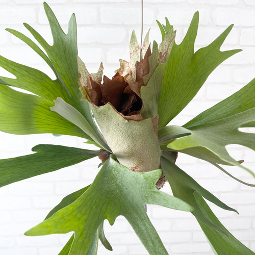 a細葉　特大　観葉植物　ビカクシダ　コウモリラン　ハンギング コウモリラン（ビカクシダ） ビフルカツム ハンギングポット