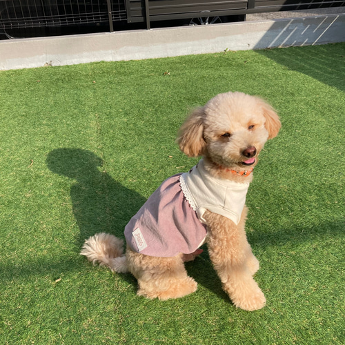 犬服【3S～M】秋色バルーンワンピース(ツイードバイオレット) ペット 