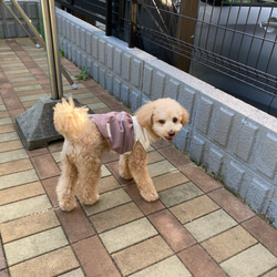 犬服【３S】秋色バルーンワンピース(ツイードボルドー) 12枚目の画像