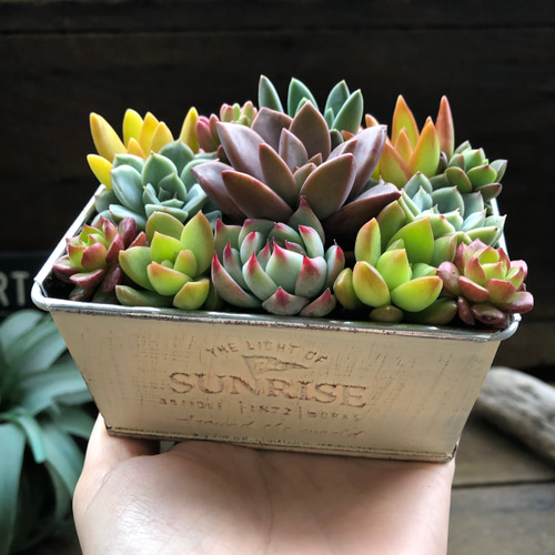 ブリキ鉢の多肉寄せ植え♡多肉植物♡可愛い♡もりもり アート