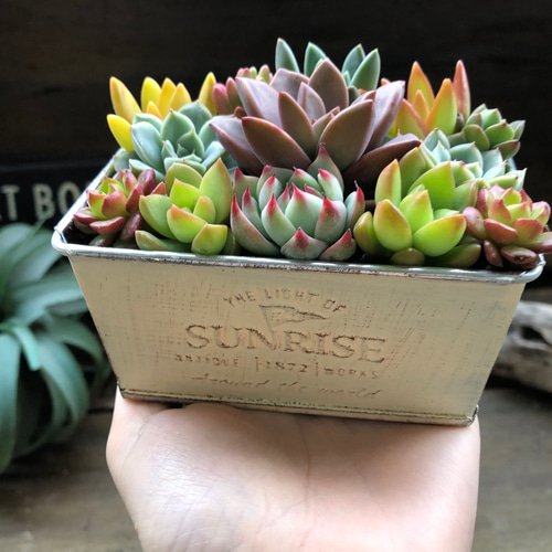 多肉植物寄せ植え♡♡モリモリ寄せ植え♡♡ Floro | おはようございます😃 一つ目の多肉花壇。モリモリしてきまし