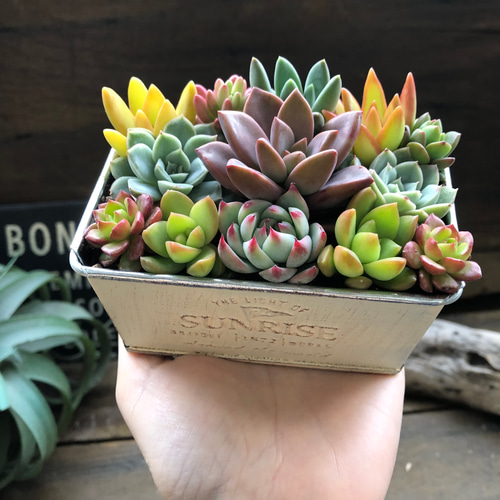 ブリキ鉢の多肉寄せ植え♡多肉植物♡可愛い♡もりもり アートフラワー