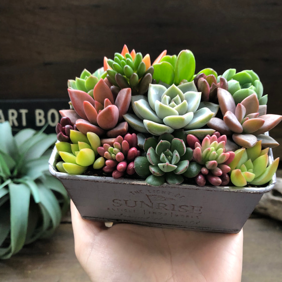 ブリキ鉢の多肉寄せ植え♡多肉植物♡可愛い♡もりもり 人造花 パリ