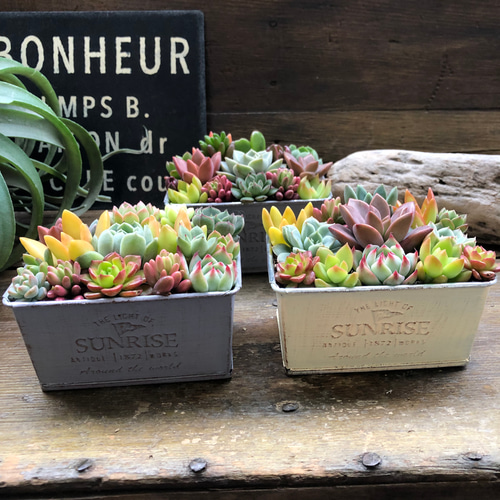 ブリキ鉢の多肉寄せ植え♡多肉植物♡可愛い♡もりもり アートフラワー