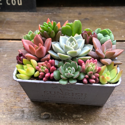 ブリキ鉢の多肉寄せ植え♡多肉植物♡可愛い♡もりもり アートフラワー