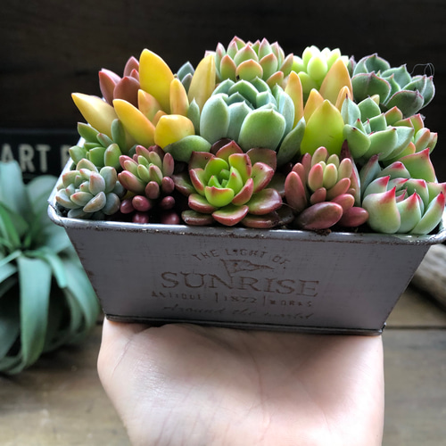 ブリキ鉢の多肉寄せ植え♡多肉植物♡可愛い♡もりもり アートフラワー