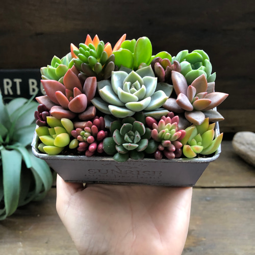 多肉植物寄せ植え白いブリキの器可愛い寄せ植え❤ 過多 多肉植物寄せ植え白いブリキの器可愛い寄せ植え❤ 過多