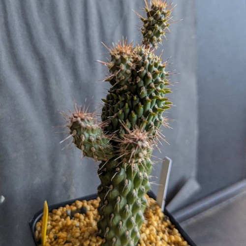 サボテンコレクション・シリンドロオプンチア属・げんこつウチワ