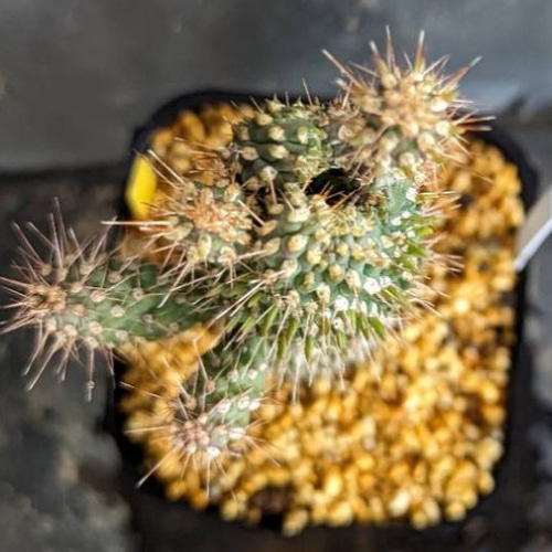 サボテンコレクション・シリンドロオプンチア属・げんこつウチワinわけ