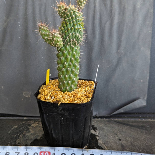 サボテンコレクション・シリンドロオプンチア属・げんこつウチワinわけ