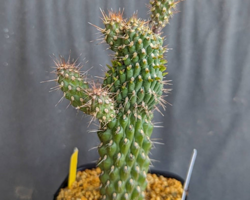 代表的な人気サボテン7種類セット コレクションランク 観葉植物 サボテン 7号」の人気商品一覧 | 安い商品を通販サイトから