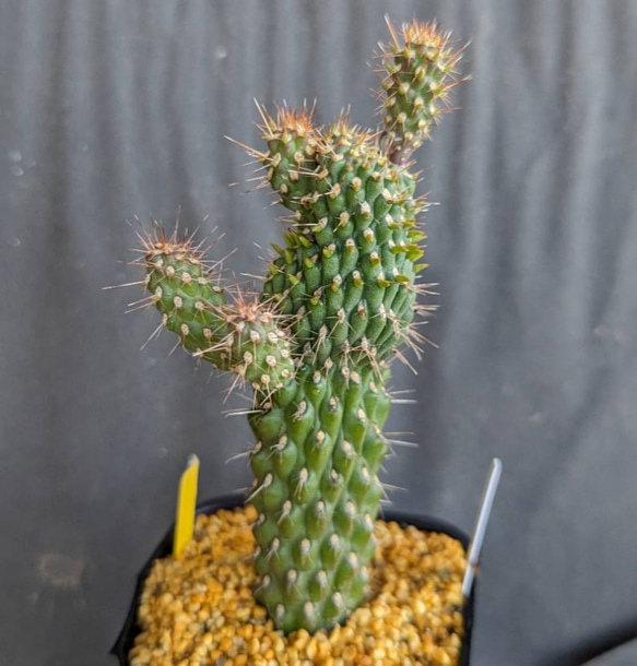 レアサボテンコレクション・シリンドロオプンチア属・将軍綴化inわけけのお店 レアサボテンコレクション・シリンドロオプンチア属・将軍綴化in