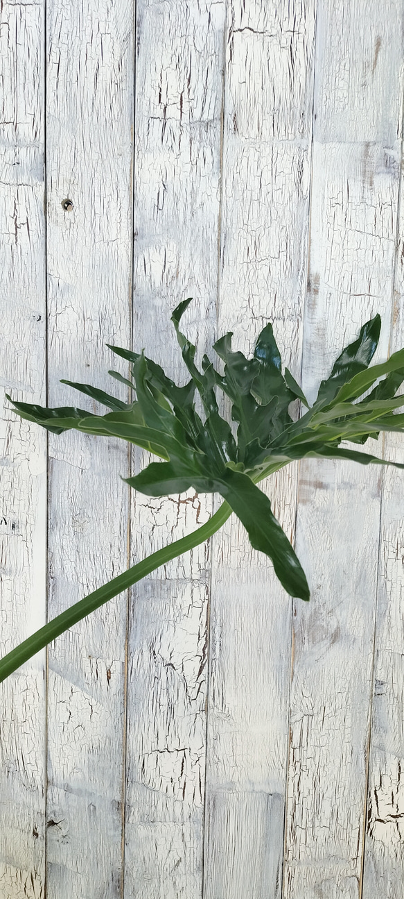 セローム　観葉植物 4枚目の画像