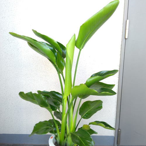 観葉植物　超特大オーガスタ　高さ２６０センチ　直接引き取り大歓迎　久喜市　配送可 一点物】オーガスタ 10号 沖縄の観葉植物 高さ 約150cm No.106の
