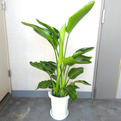 現品】ストレチアオーガスタ 観葉植物 縁起良し 樹形綺麗