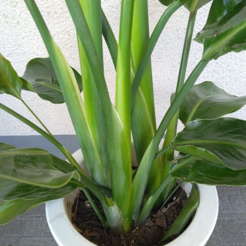 オーガスタ 8号 | 観葉植物の通販ならHitoHana