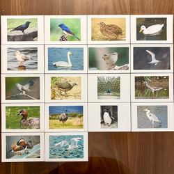 右脳が目覚める‼︎ フラッシュカード鳥　50枚 3枚目の画像