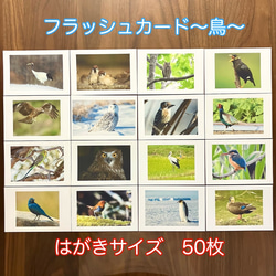 右脳が目覚める‼︎ フラッシュカード鳥　50枚 1枚目の画像