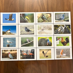 右脳が目覚める‼︎ フラッシュカード鳥　50枚 2枚目の画像