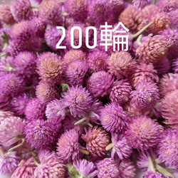 カワラハハコ ドライフラワー タップリ50g その他素材 Fine 通販