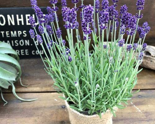 ラベンダー様 27ac2bbafb50eaf23beefd398aecf1