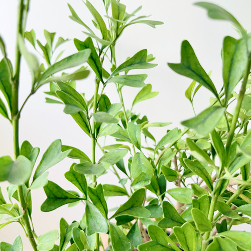 希少 シェフレラ トライアンギュラス 大苗 希少 シェフレラ トライアンギュラス 大苗