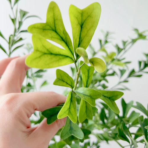 希少 シェフレラ トライアンギュラス 大苗 希少 シェフレラ トライアンギュラス 大苗