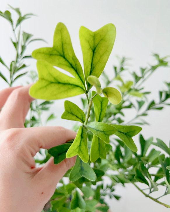 希少 シェフレラ トライアンギュラス 大苗 シェフレラ・トライアンギュラリス 3.5号の通販 | GreenSnap