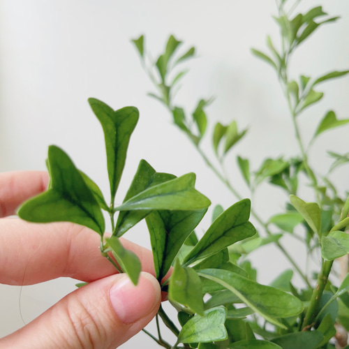 9/4撮影 希少 シェフレラ トライアンギュラリス 観葉植物 室内