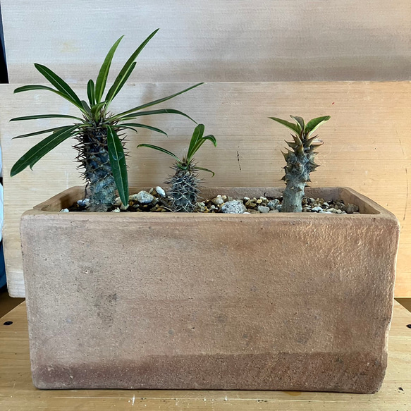 パキポディウムバロニー　塊根植物　VALIEM鉢付き 宝石のような観葉植物のお店 【Jewelry Plant】 パキポディウム