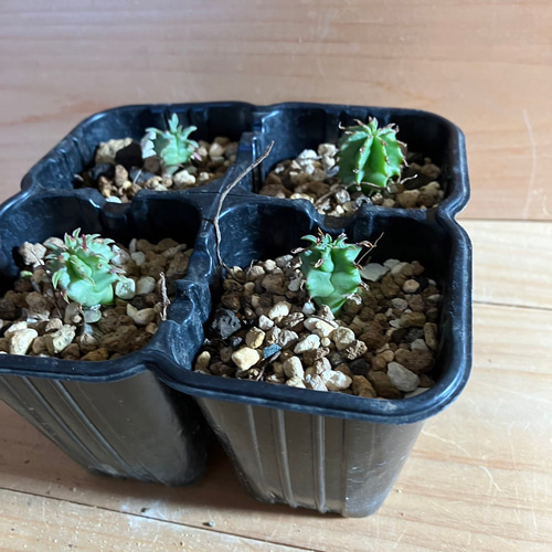 ユーフォルビア ポリゴナ 実生4株セット！ 多肉植物 きむら園