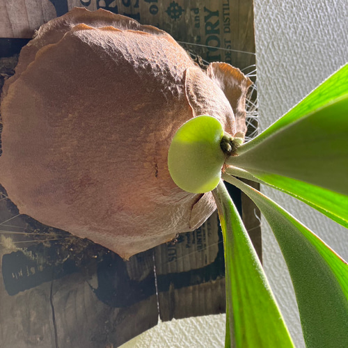 ビカクシダ フーンシキ 特大！ 板付 多肉植物 きむら園 通販