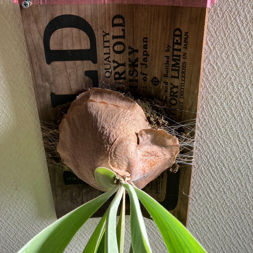 ビカクシダ フーンシキ 特大！ 板付 多肉植物 きむら園 通販