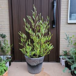 ドドナエア プルプレア カラーデザインテラコッタ鉢植え オージー