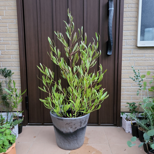 ドドナエア　プルプレア　スクエア型石膏鉢植え　苗　カラーリーフ ドドナエア プルプレア スクエア型石膏鉢植え 苗 カラーリーフ