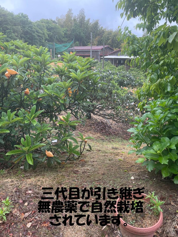 無農薬 淡路農園 びわの種 熟成エキス400ml（100ml×4個） 4枚目の画像