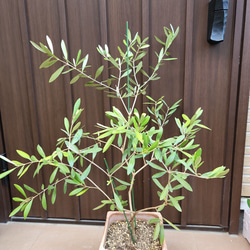 再販♡オリーブの木　ネバディロブランコ　スクエア型テラコッタ鉢植え　苗 6枚目の画像