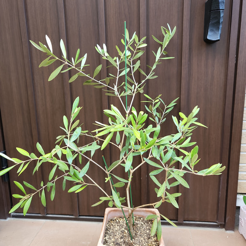 再販♡オリーブの木 ネバディロブランコ スクエア型テラコッタ鉢植え