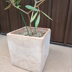 再販♡オリーブの木　ネバディロブランコ　スクエア型テラコッタ鉢植え　苗 4枚目の画像