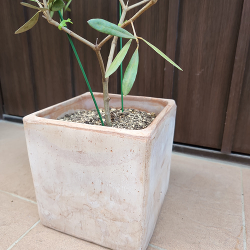 オリーブの木 ネバディロブランコ スクエア型テラコッタ鉢植え 苗